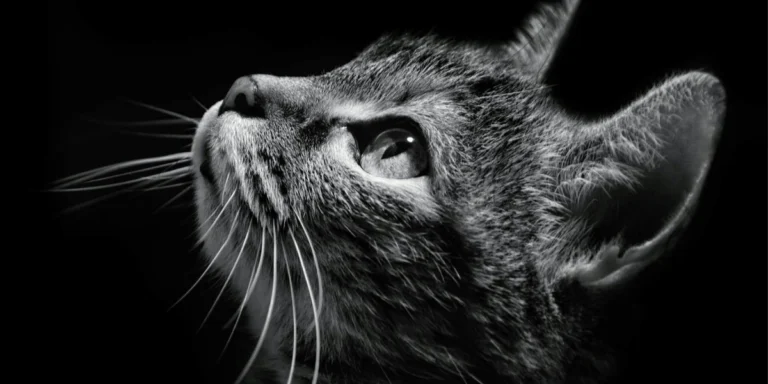 is friskies bad for cats