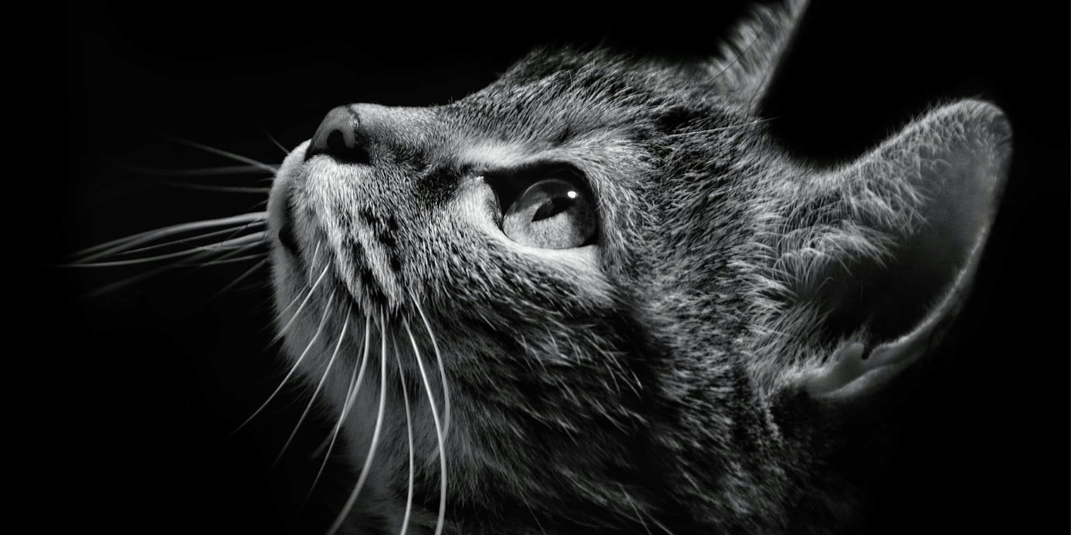 is friskies bad for cats