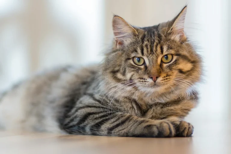 temptations cat food