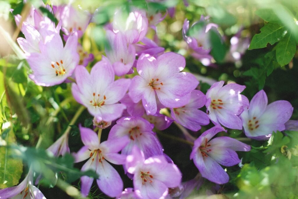 Autumn Crocus