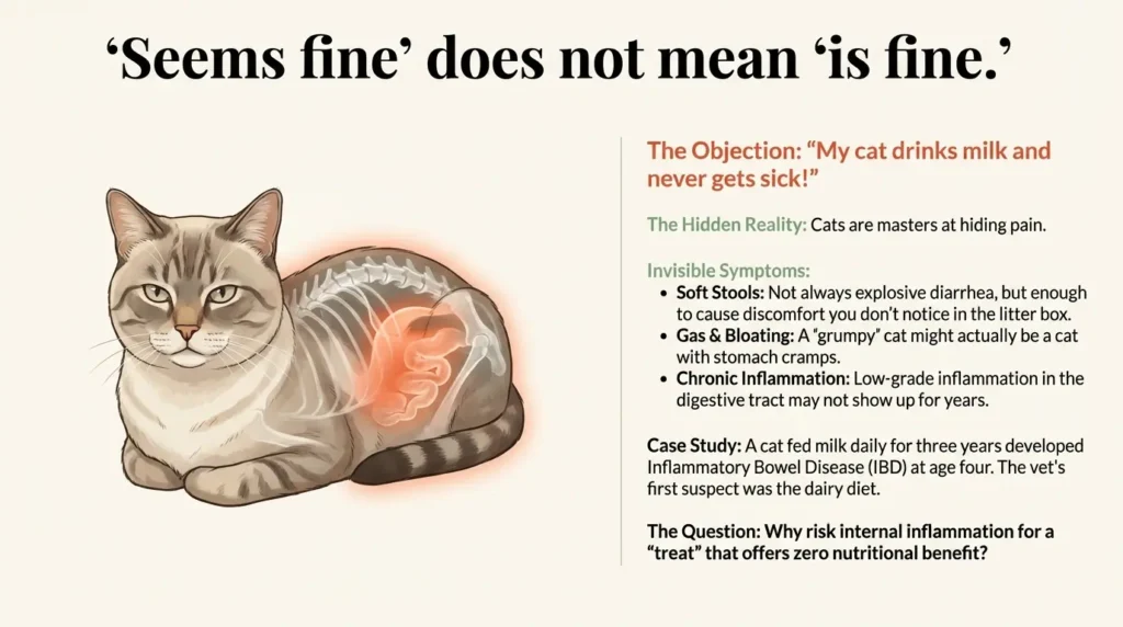 Do Cats Drink Milk