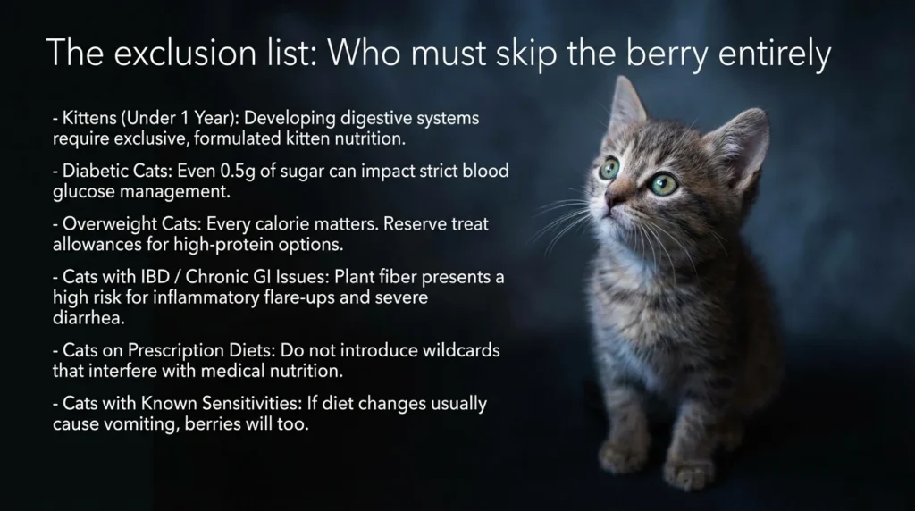 Cats Who Should Skip Blueberries
